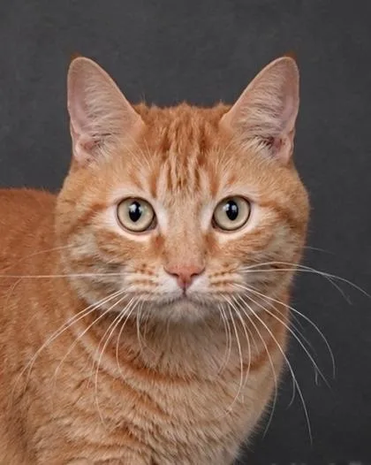 An adult small-sized female Domestic Short Hair cat named Daisey for adoption in Fresno, CA