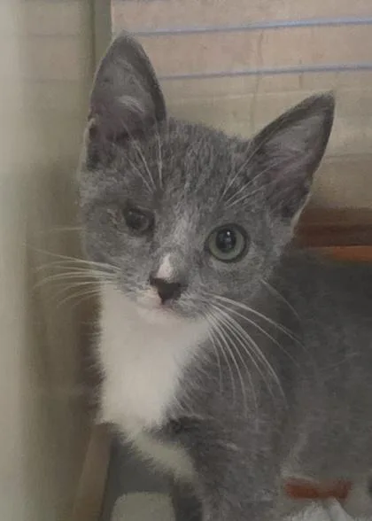 A young small-sized male Domestic Short Hair cat named Tater for adoption in Aiken, SC