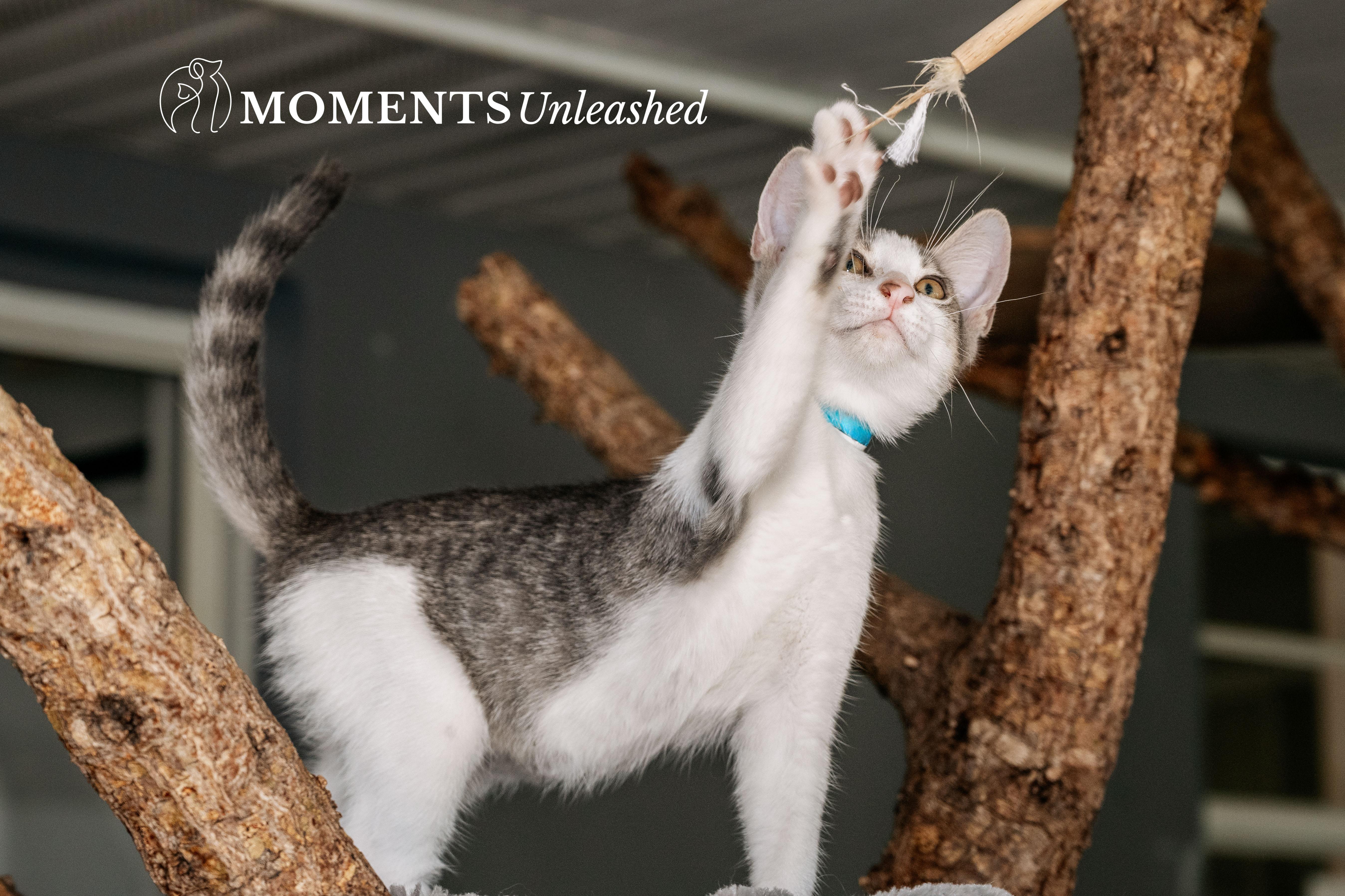 A baby small-sized male Tabby (Gray / Blue / Silver) Domestic Short Hair cat named Luxio for adoption in Myakka City, FL