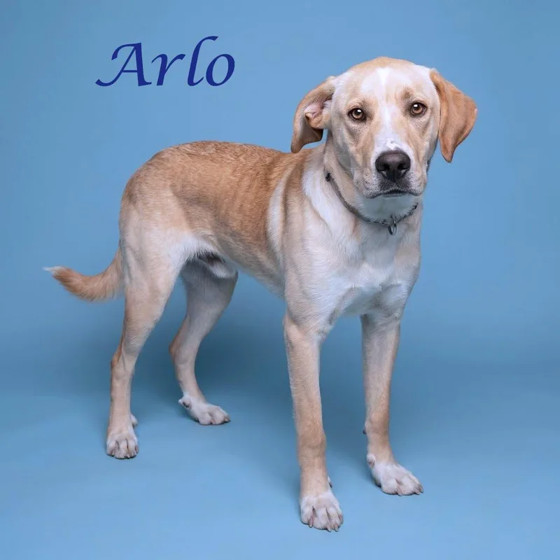 A young small-sized male Yellow / Tan / Blond / Fawn Labrador Retriever dog named Arlo D for adoption in Lebanon, TN