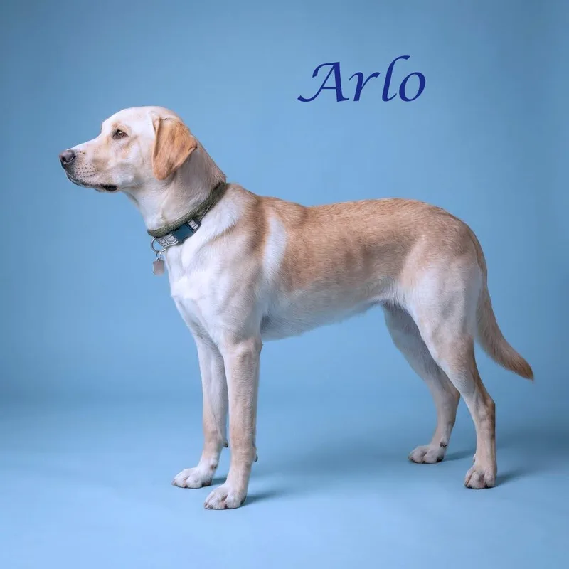 Arlo D thumbnail 2