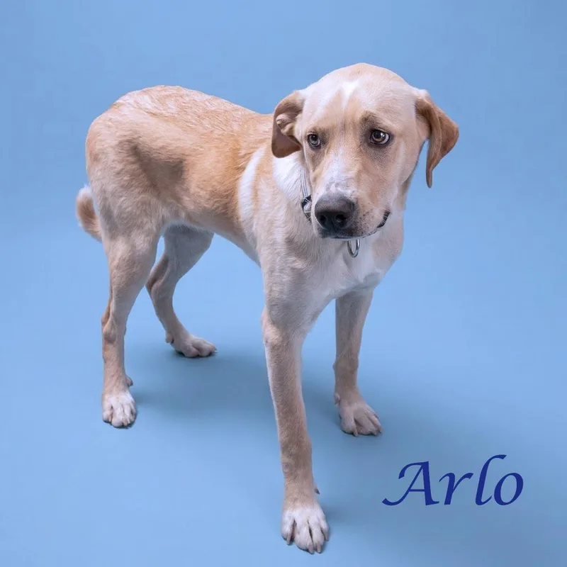 Arlo D thumbnail 3