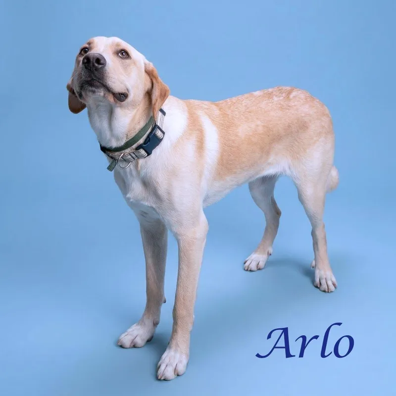 Arlo D thumbnail 4
