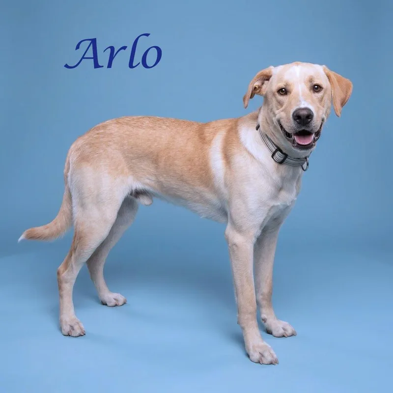 Arlo D thumbnail 5