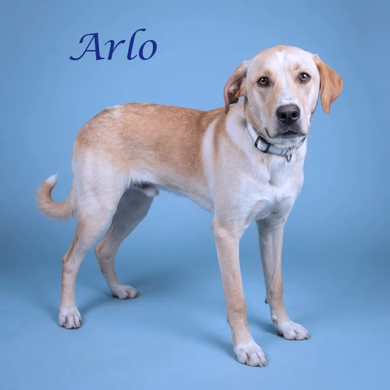 Arlo D thumbnail 6