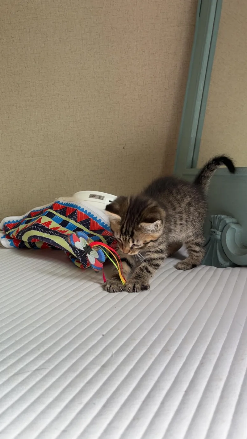A baby small-sized female Domestic Short Hair cat named Nala for adoption in Knoxville, TN