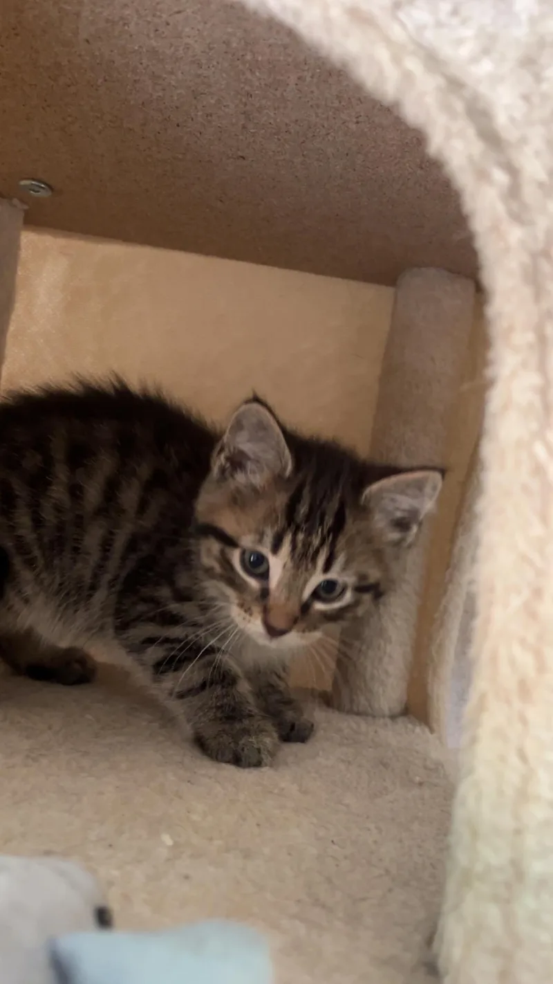 Nala thumbnail 2