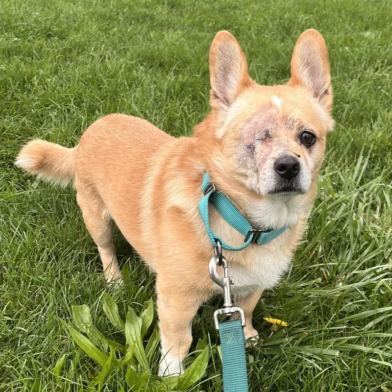 A senior small-sized male Mixed Breed dog named Tom for adoption in Fairport, NY