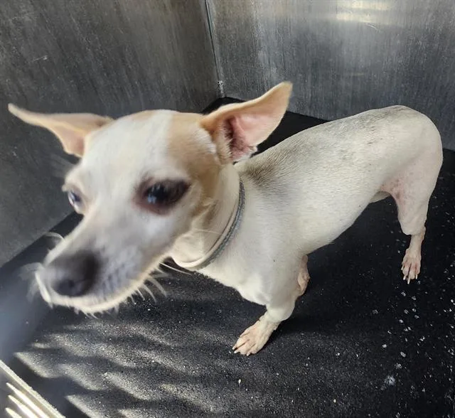 A young small-sized female Chihuahua dog named Bethel Pawstein for adoption in San Antonio, TX