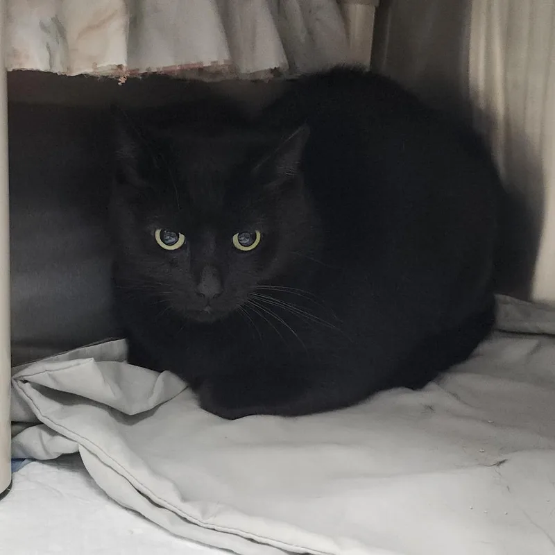 T'Challa