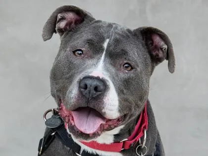 An adult medium-sized female Mixed Breed dog named Ruby for adoption in Longmont, CO