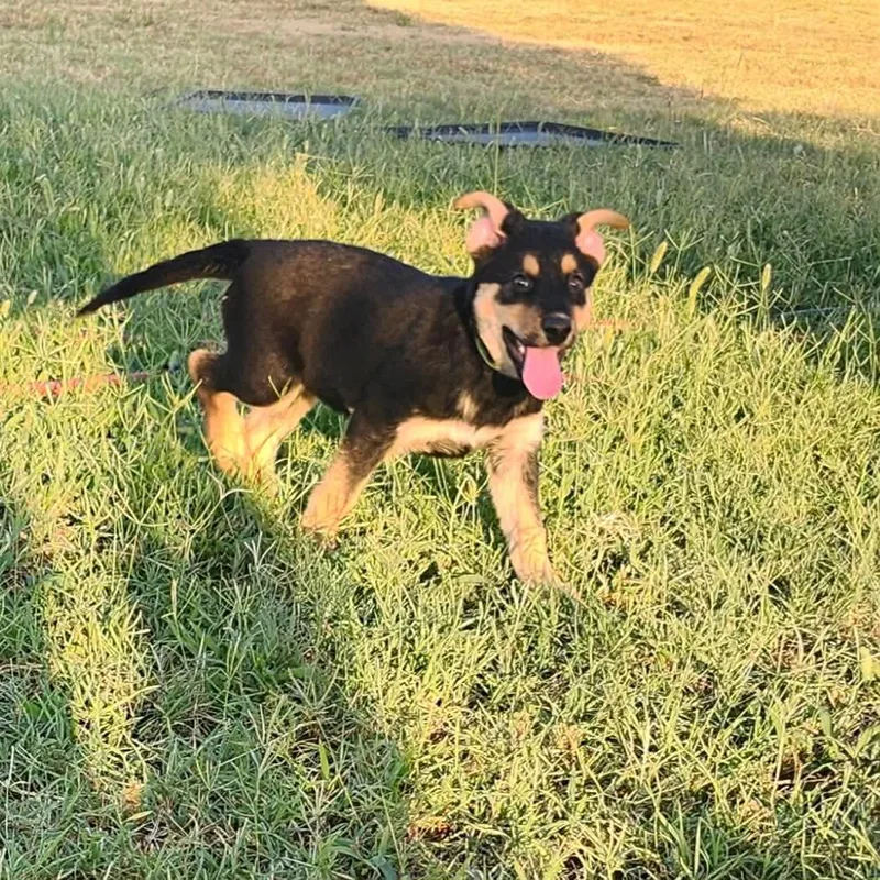 A baby medium-sized female Tricolor (Brown, Black, & White) Australian Shepherd dog named Jade for adoption in Bar Nunn, WY