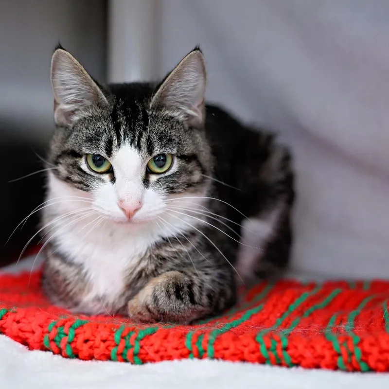 A young medium-sized female Domestic Short Hair cat named Claire Louise Klippel for adoption in Shoreline, WA