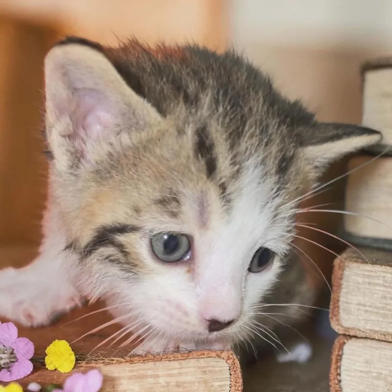 A baby small-sized female Domestic Short Hair cat named Kitsune for adoption in New York, NY