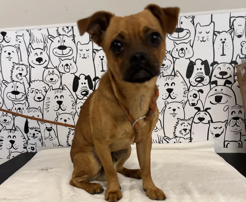 A young small-sized male Pug dog named Pluto for adoption in San Pedro, CA