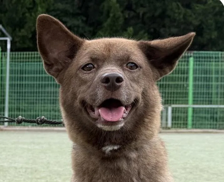 An adult medium-sized female Jindo dog named Chobi for adoption in San Ramon, CA