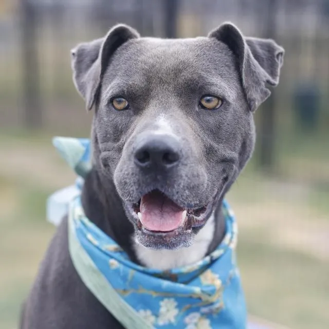 A young large-sized male American Staffordshire Terrier dog named Rocky for adoption in San Antonio, TX