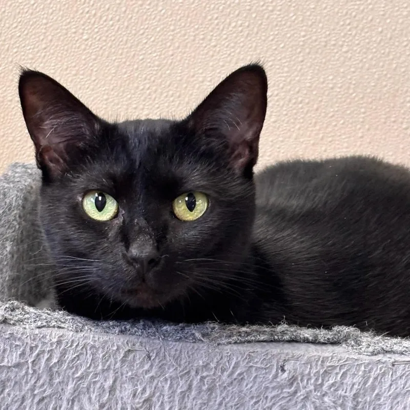 An adult medium-sized female Black Domestic Short Hair cat named Ember for adoption in Batavia, NY