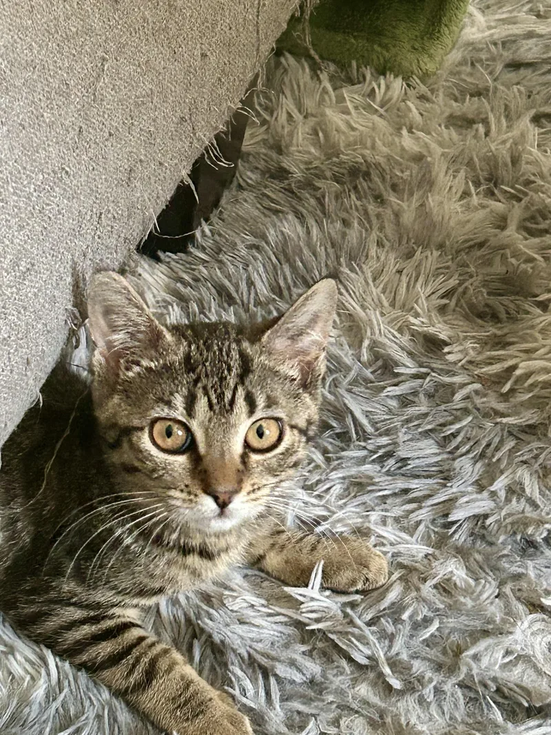 A young medium-sized female Tabby (Brown / Chocolate) Domestic Short Hair cat named Posh for adoption in Bellmawr, NJ