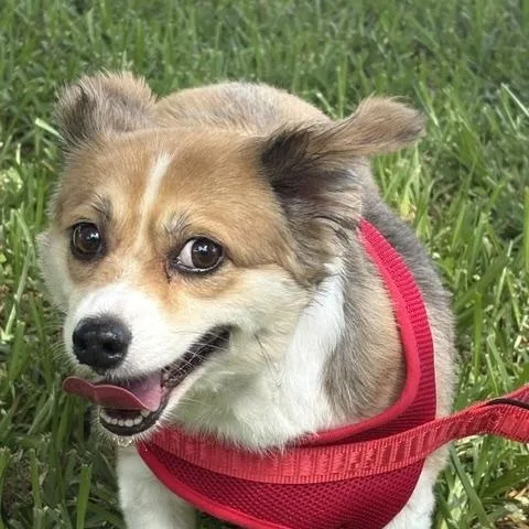 An adult small-sized female Cardigan Welsh Corgi dog named Molly for adoption in Maitland, FL