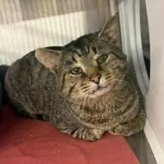 An adult large-sized male Gray / Blue / Silver Domestic Short Hair cat named Smokey for adoption in Washington, DC