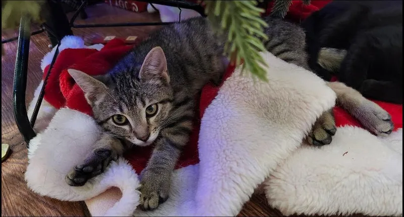 Maggie thumbnail 2
