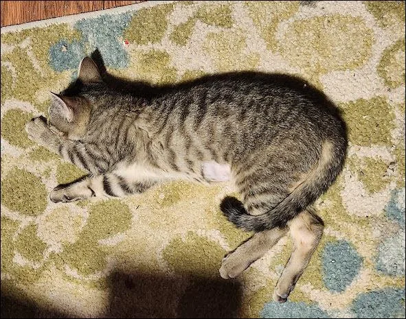 Maggie thumbnail 3