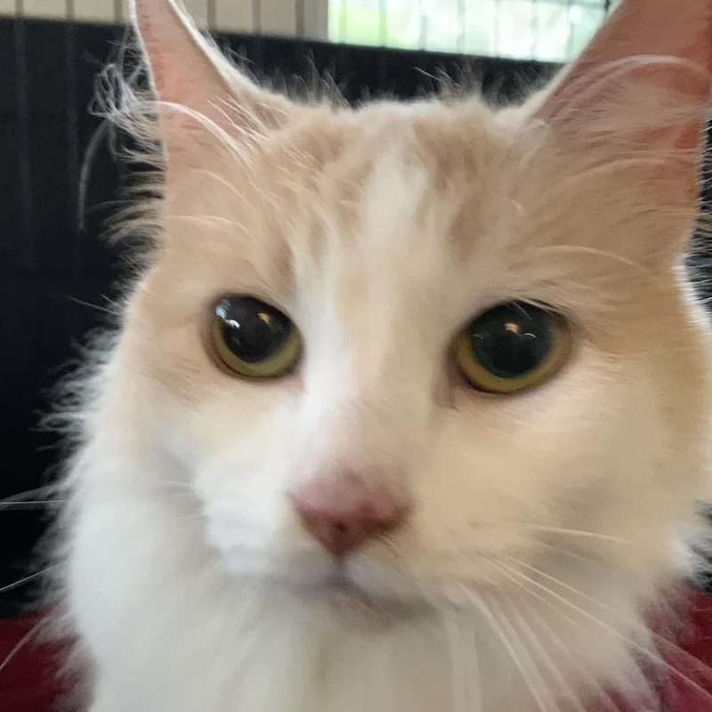 An adult medium-sized female Domestic Long Hair cat named Peaches for adoption in Massena, NY