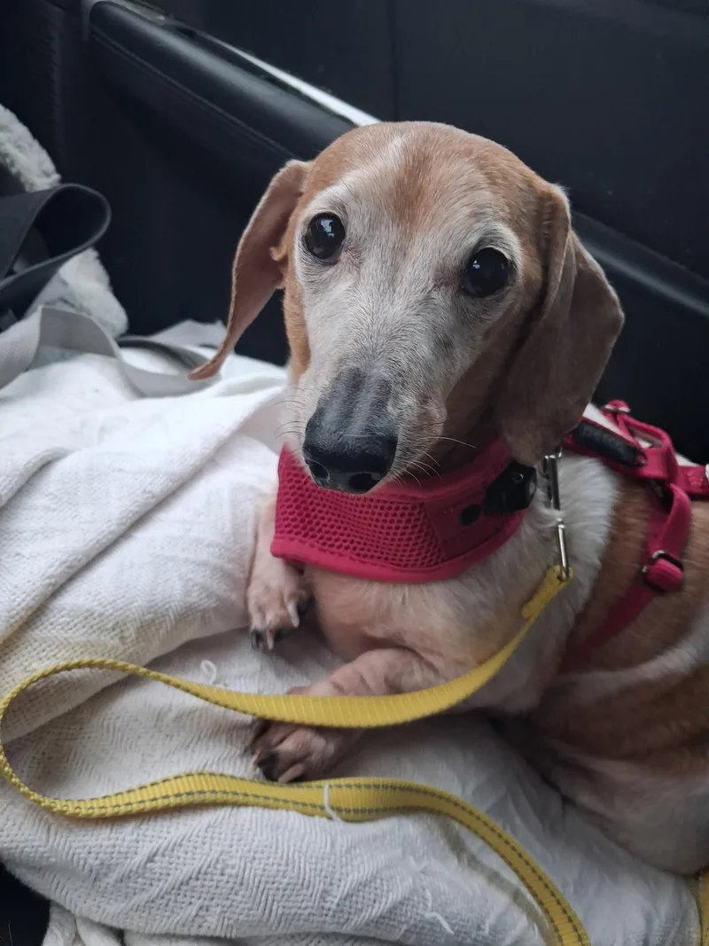 A senior small-sized female Dachshund dog named Ellie for adoption in Stoughton, MA