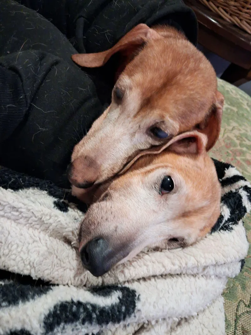Ellie thumbnail 6
