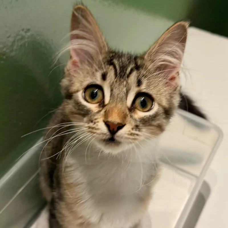 A baby small-sized female Brown / Chocolate Domestic Short Hair cat named Christina Yang for adoption in Long Beach, CA