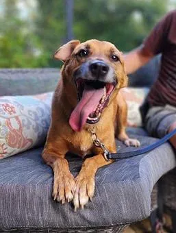 An adult medium-sized male Yellow / Tan / Blond / Fawn Labrador Retriever dog named Benji for adoption in New York, NY