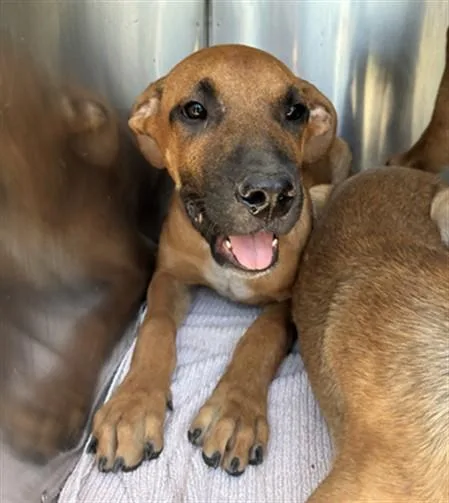 A baby large-sized male Pit Bull Terrier dog named Cauliflower for adoption in Phoenix, AZ