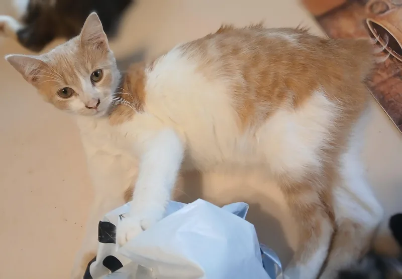 A baby medium-sized male Manx cat named Pot Sticker for adoption in Red Bank, NJ