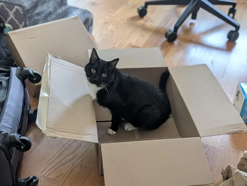 An adult medium-sized male Black Domestic Short Hair cat named Ember for adoption in Worcester, MA