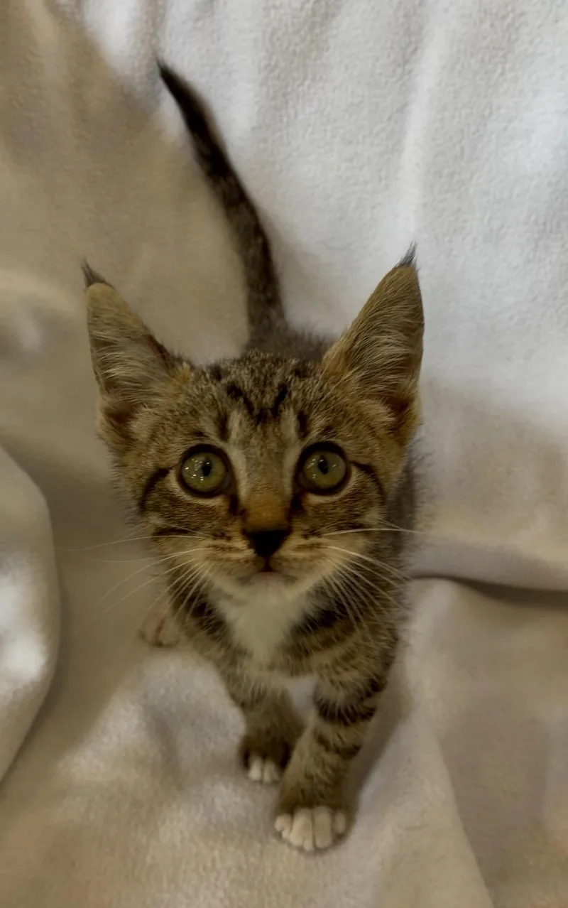 A baby medium-sized male Tabby (Brown / Chocolate) Domestic Short Hair cat named Velcro for adoption in Richmond, KY