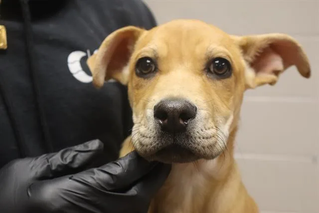 A baby small-sized male Mixed Breed dog named Caramel for adoption in Columbia, SC