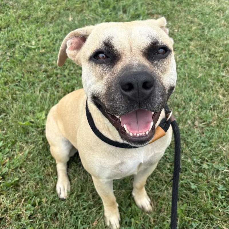 An adult medium-sized female Yellow / Tan / Blond / Fawn Pit Bull Terrier dog named Goldie for adoption in St Joseph, MO
