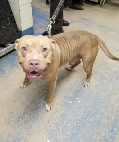 A young large-sized male Pit Bull Terrier dog named Tanner for adoption in Inverness, FL