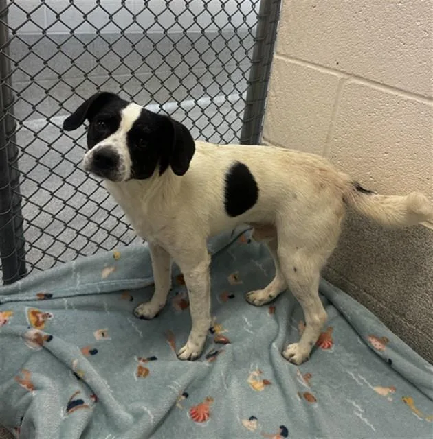 An adult medium-sized male Beagle dog named Titas for adoption in Statesville, NC