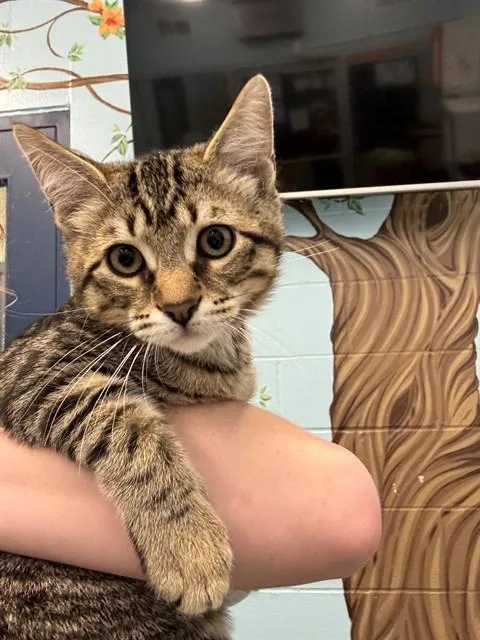 A baby medium-sized male Domestic Short Hair cat named Guppy for adoption in Peoria, IL