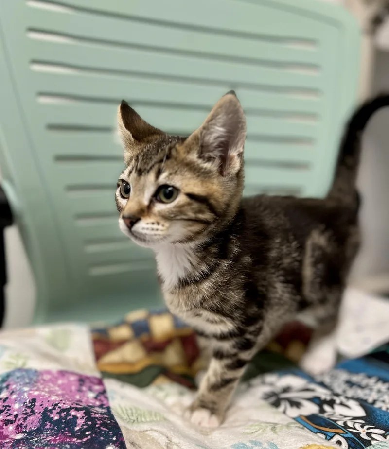 A baby medium-sized female Tabby (Brown / Chocolate) Domestic Short Hair cat named Gouda for adoption in Waldport, OR