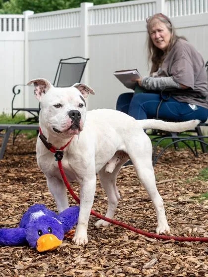 An adult medium-sized male Mixed Breed dog named Potus for adoption in Chamblee, GA
