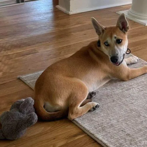 A baby medium-sized female Yellow / Tan / Blond / Fawn Husky dog named Hazelnut for adoption in Sanford, NC