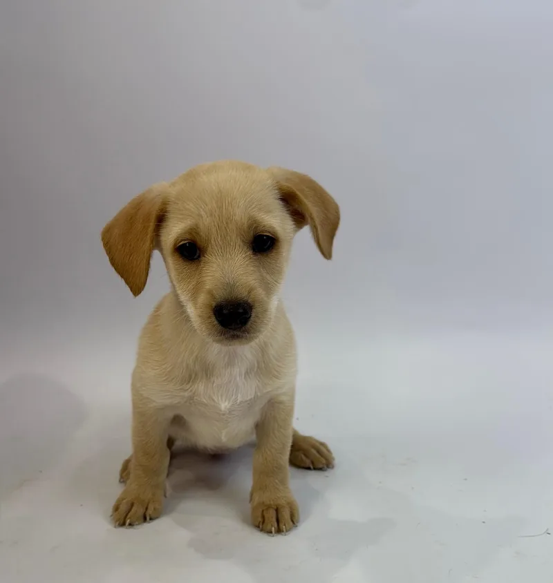 A baby medium-sized female Rat Terrier dog named Jean Grey for adoption in Alvin, TX