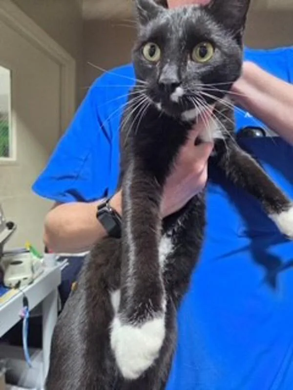 An adult medium-sized female Domestic Short Hair cat named Coraline for adoption in Dallas, GA