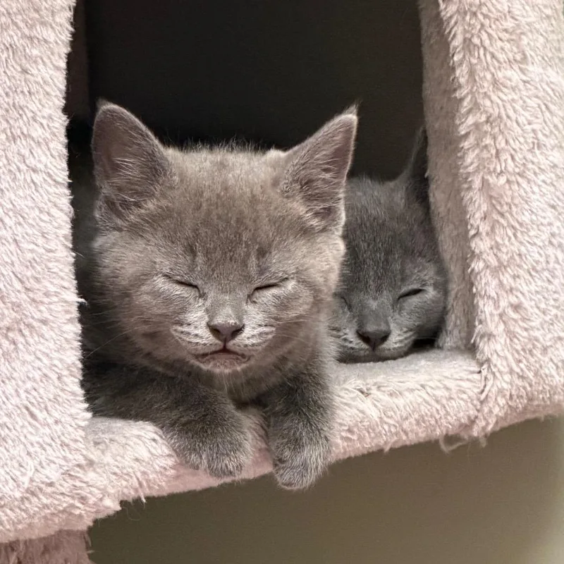 A baby small-sized male Gray / Blue / Silver Domestic Short Hair cat named Henry for adoption in Middlebury, VT