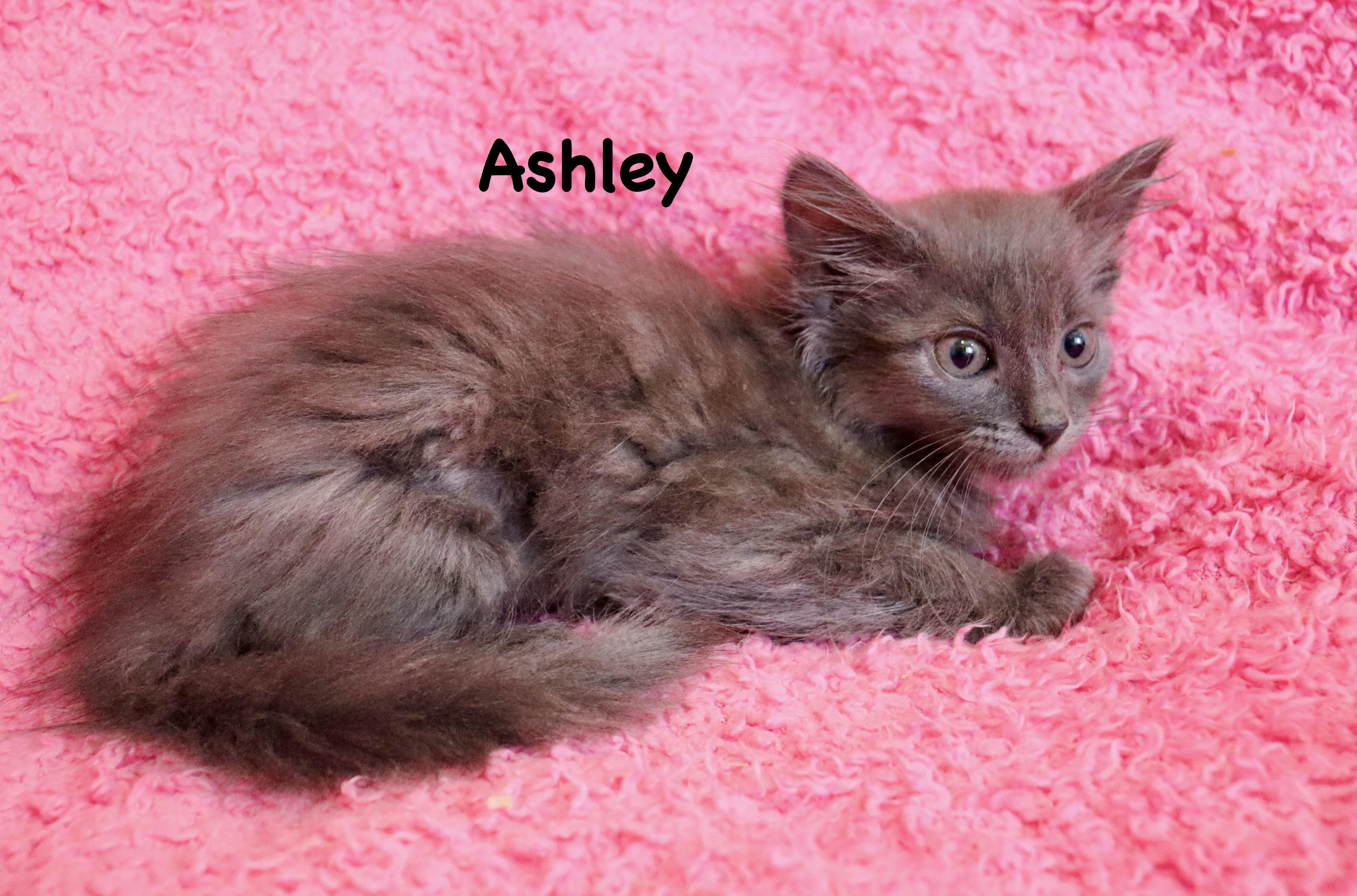 Ashley thumbnail 4