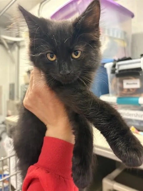 A baby medium-sized female Domestic Long Hair cat named Turkey Leg for adoption in Brewster, MA