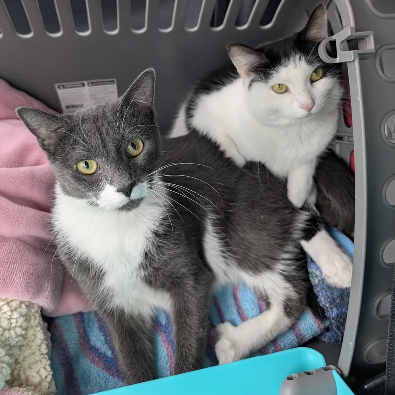 Poopsie Slime Surpise thumbnail 3